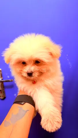 Fluffy Maltese/Small Pomeranian Mix Puppy - Friendly and Playful