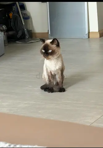 Cat for adoption