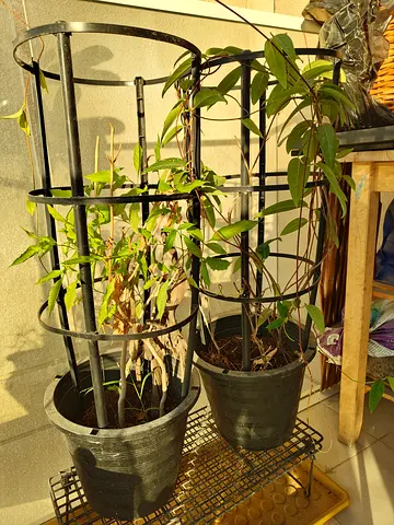 Indoor and outdoor plants with pots and metal supports and trays - ready for balcony garden