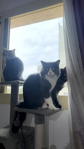 2 Male cats, fully vaccinated, mix breeds for adoption