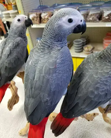 Africa grey parrots