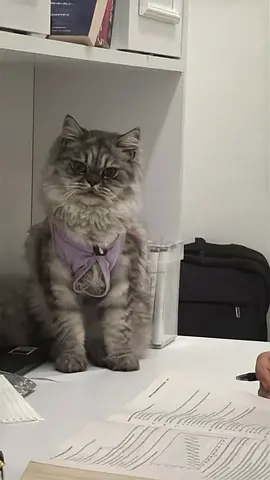 Cat for adoption