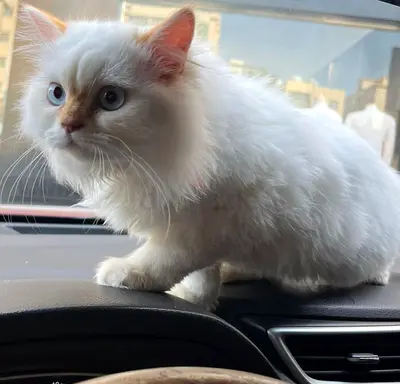 White fluffy Persian cat friendly