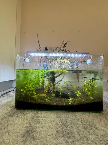 2 Natural plants glass aquarium with light,filter,heater with betta,small fish, snail, small shrimps