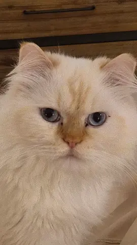Male cute cat for adoption