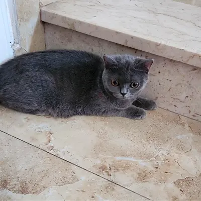 Purebred British Shorthair Female Cat Blue Grey, Healthy and Playful.
