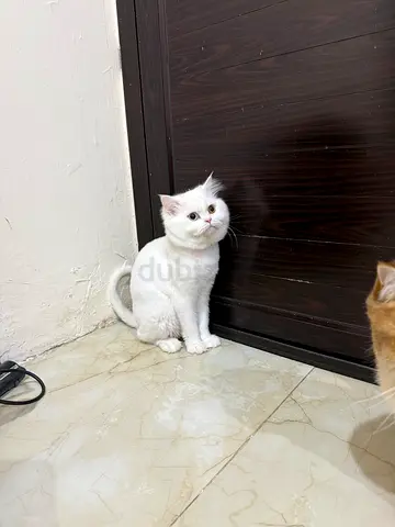 Cats