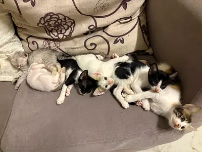 6 adorable kittens for adoption