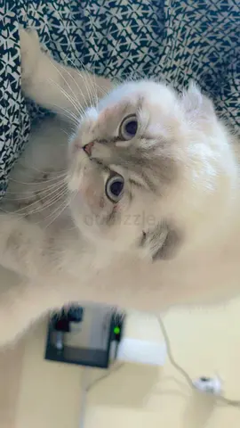 Purebred Ragdoll/Scottish Fold-looking Female Kitten — Friendly, Vaccinated