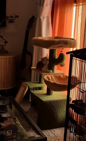 Cute Cat Tree For Sale!