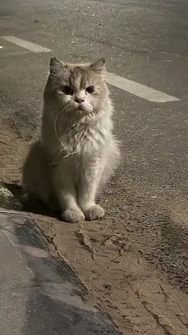 Cat adoption
