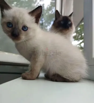 Playful healthy kitten