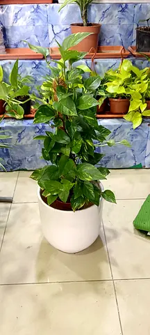 Dypsis (Areca) Palm – Indoor Pl