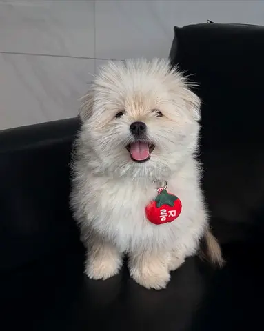 Young fluffy small mixed-breed puppy, friendly and house-trained