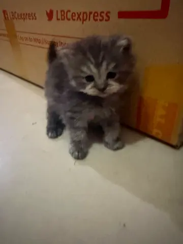 Kitten