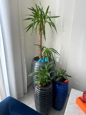 Large Decorative Indoor Plants(90 cm ) in Ceramic Pots and two small pots (60 cm)with plants