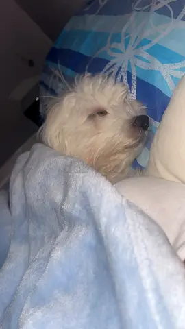 Small White Dog for Free Adoption