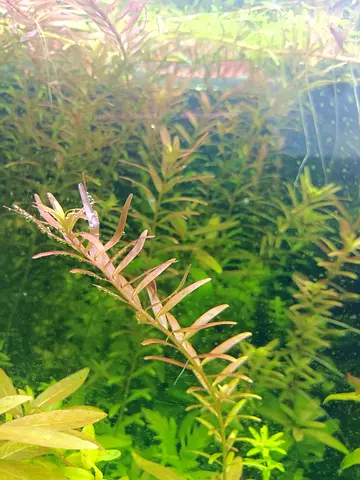 Live aquarium stem plants - healthy Rotala Rotundifolia Green