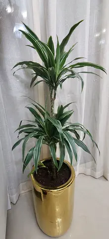 Healthy Dracaena Plant in Gold Ceramic Pot - Indoor Houseplant