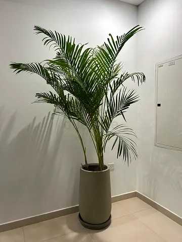 Pot and plant