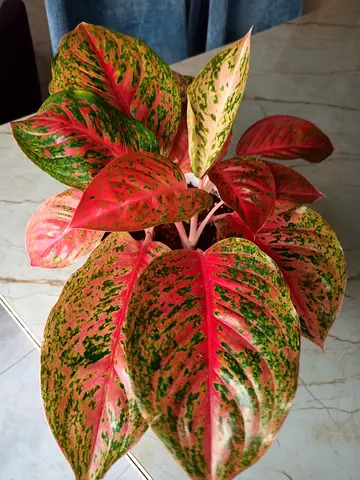 Aglaonema (Red Siam) indoor potted plant - healthy, vibrant foliage
