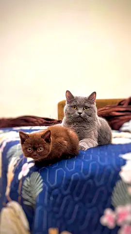 Pet for adoption