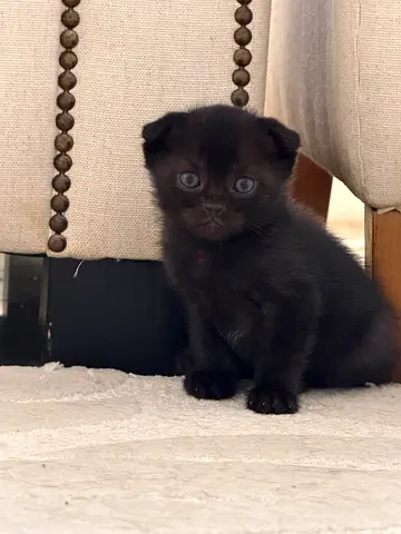Kittens