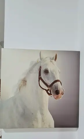 Large Framed White Horse Canvas Wall Art 60x60 cms