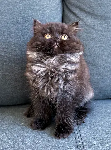 Pure Royal Persian kittens