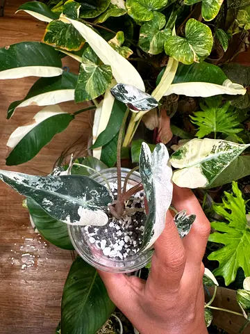 Alocasia Bambino Pink Variegated combines elegant narrow foliage with striking white marbled variega