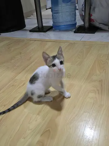1-2 month old Kitten for FREE Adoption