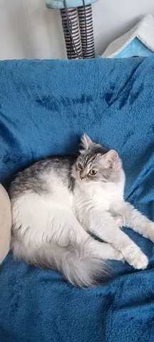 Friendly cat looking for a new home. For adoption.