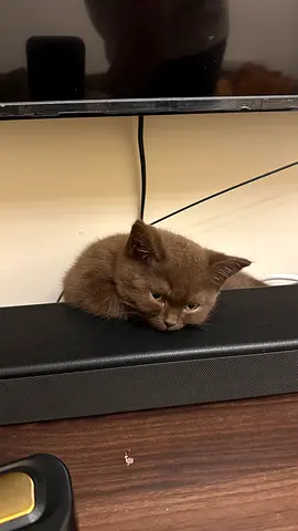 Cats for adoption