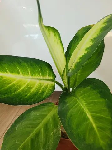 Dieffenbachia - Indoor Plant