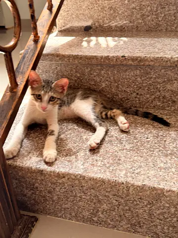 3 adorable 3 month old kittens for adoption - ABSOLUTELY FREE