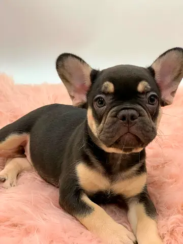 Frenchi puppy