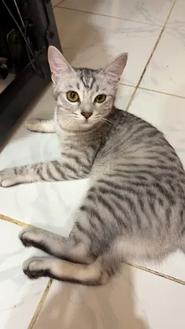 Cat for free adoption