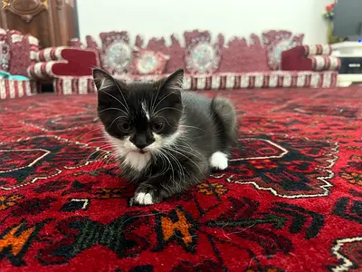 Beautiful chocolate kitten