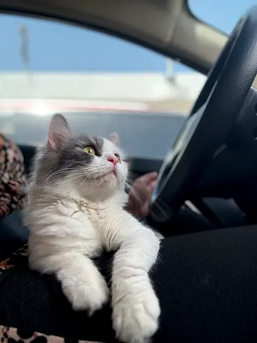 Friendly long-haired cat available for adoption