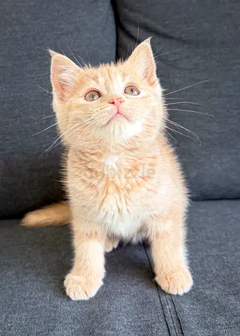 Adorable British Shorthair Kitten