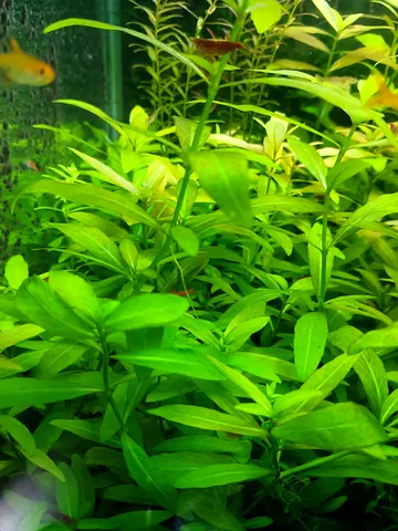 Live Aquarium Plants - Healthy Stem Plants for Freshwater Tank