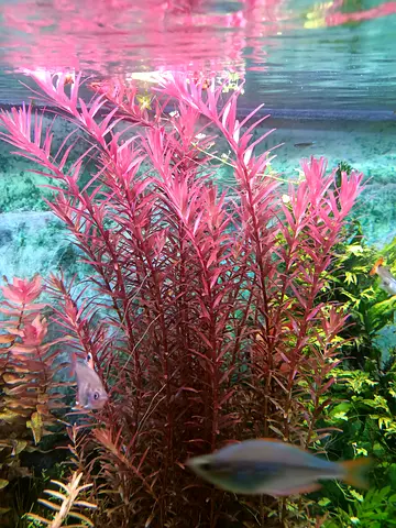 Rotala Rotundifolia Red
