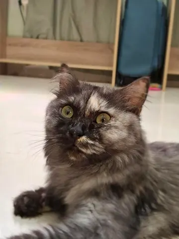 Cat for free adoption