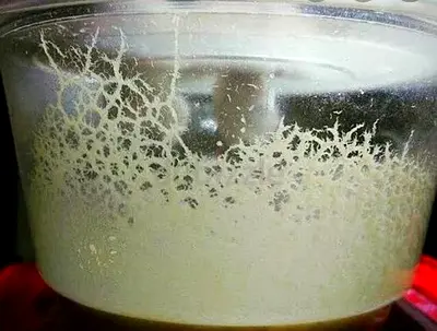 Microworms starter culture