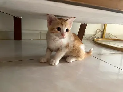2-month-old friendly orange  white kitten available for adoption (free)