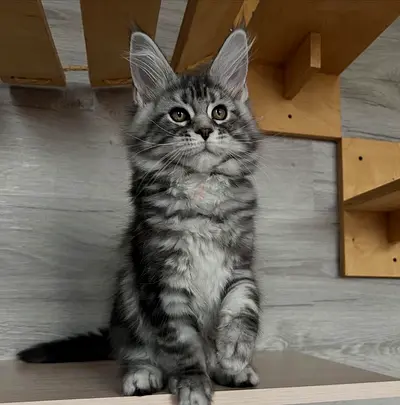 Adorable mainecoon for adoption