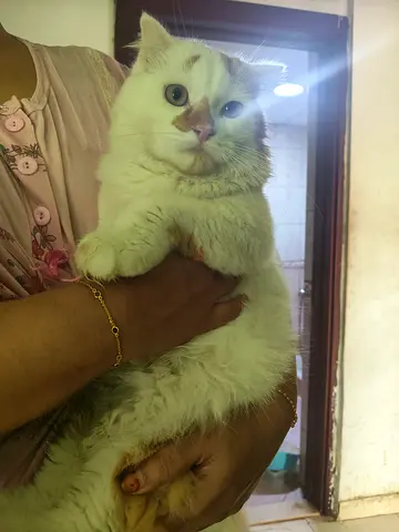 Cat for adoption