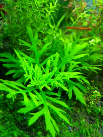 Live Aquarium Plant - Hygrophila Difformis