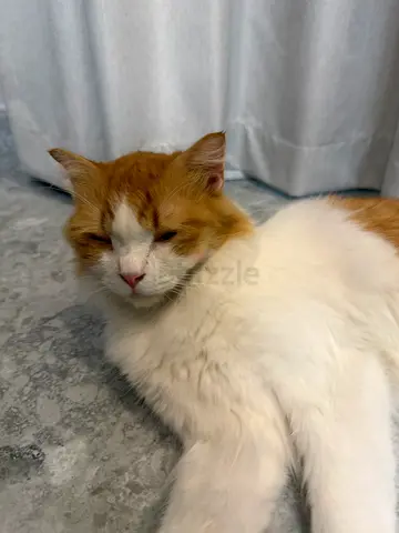 1 year old Scottish fold cat for adoption