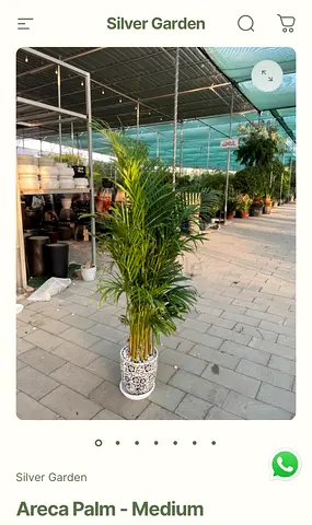 150cm Areca Palm in Premium Ceramic Pot - Healthy Indoor Air Purifier Plant